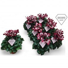 Cyclamen SS Djix wine red   10.5 cm Cyclamen SS Djix wine red   10.5 cm