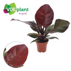 Philodendron Sunlight   12 cm