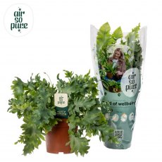 Phlebodium aureum Davana 'Air so Pure'   12cm