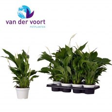Spathiphyllum Strauss 'Air So Pure'   13cm