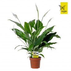 Spathiphyllum Sweet Chico 5+   13cm