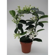 Stephanotis Flor 7+   12 cm