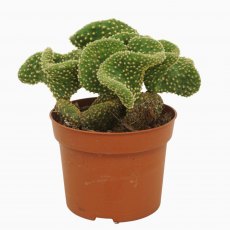Opuntia micr Cristata   12cm