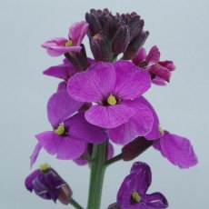 Erysimum 'Bowles' Mauve'   2L