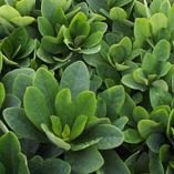 Euphorbia amygdaloides var. robbiae   2L Euphorbia amygdaloides var. robbiae   2L