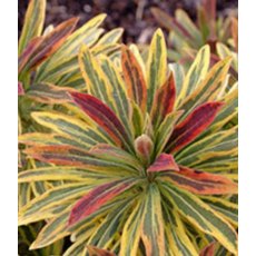 Euphorbia x martini 'Ascot Rainbow'  2L Euphorbia x martini 'Ascot Rainbow'  2L