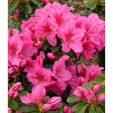 EVERGREEN AZALEA 'Dearest'  2L EVERGREEN AZALEA 'Dearest'  2L