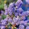 Ceanothus 'Autumnal Blue' 3L Ceanothus 'Autumnal Blue' 3L