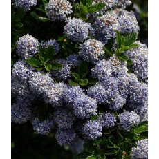Ceanothus 'Blue Mound'   3L