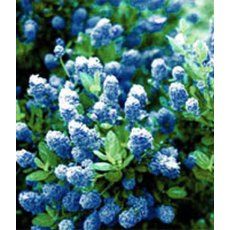 Ceanothus 'Skylark'   3L