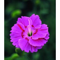 ALPINE Dianthus 'Shooting Star' 9cm ALPINE Dianthus 'Shooting Star' 9cm