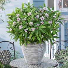 Daphne 'Perfume Princess'   2L Daphne 'Perfume Princess'   2L