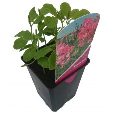 SWEET PEA 'Angela Ann'   8.5cm