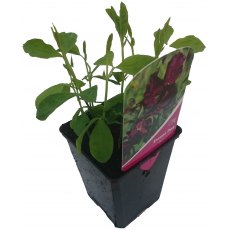 SWEET PEA 'Beaujolais'   8.5cm