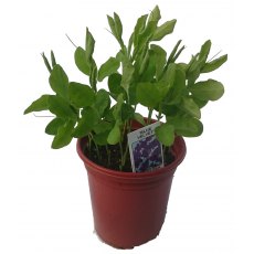 SWEET PEA 'Blue Velvet'   8.5/9cm