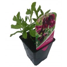 SWEET PEA 'Midnight'   8.5cm