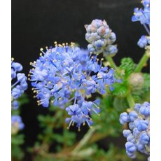 Ceanothus 'Puget Blue'   3L
