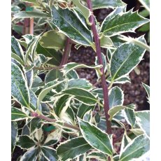 Ilex aquifolium 'Bowland' 3L Ilex aquifolium 'Bowland' 3L