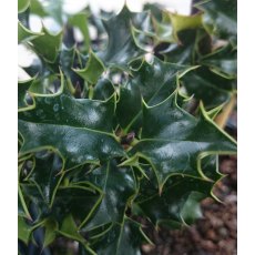 Ilex aquifolium 'Chris Whittle'   3L Ilex aquifolium 'Chris Whittle'   3L