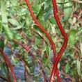Salix x sepulcralis 'Erythroflexuosa'  3L Salix x sepulcralis 'Erythroflexuosa'  3L