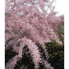 Tamarix tetrandra   3L Tamarix tetrandra   3L