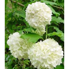 Viburnum opulus 'Roseum'  3L Viburnum opulus 'Roseum'  3L