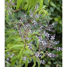 HERB Lemon Verbena 8.5/9cm HERB Lemon Verbena 8.5/9cm