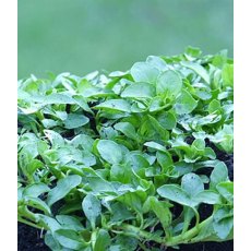 HERB Pennyroyal - Creeping 9cm HERB Pennyroyal - Creeping 9cm