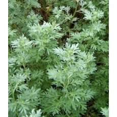 HERB Wormwood  9cm