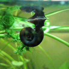 MOLLUSCS - Ramshorn snails - Planorbis corneus - Each MOLLUSCS - Ramshorn snails - Planorbis corneus - Each