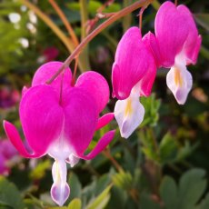 Lamprocapnos spectabilis  2L