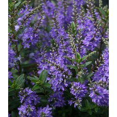 Hebe 'Garden Beauty Blue'   2L Hebe 'Garden Beauty Blue'   2L
