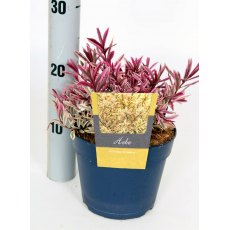 Hebe 'Golden Sunrise'   2L Hebe 'Golden Sunrise'   2L