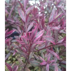 Hebe 'True Love'   2L Hebe 'True Love'   2L