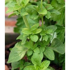 HERB Oregano - Common 9cm HERB Oregano - Common 9cm