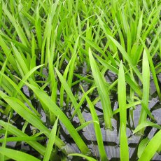 FLOATING PLANT - Stratiotes aloides