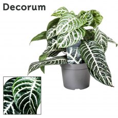 Aphelandra squarrosa   13 cm