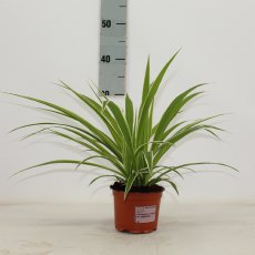 Chlorophytum comm. 'Ocean'   12cm