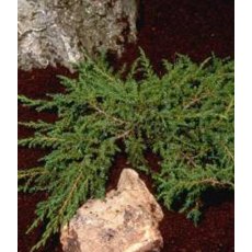 Juniperus communis 'Green Carpet'  3L