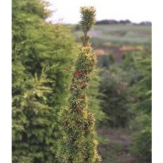 Taxus baccata 'Standishii' (F)  3L