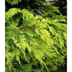 x Cuprocyparis 'Castlewellan'  2L