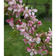 Malus 'Louisa'   12L Malus 'Louisa'   12L