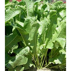 HERB Horseradish - 1L