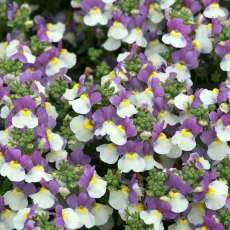 Nemesia 'Lady Kate'   9cm/10cm