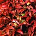 Nandina domestica 'Firepower'  3L Nandina domestica 'Firepower'  3L