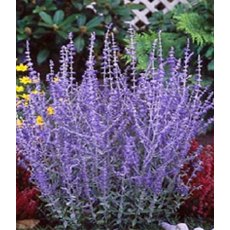 Perovskia atriplicifolia 'Blue Spire'   2L Perovskia atriplicifolia 'Blue Spire'   2L