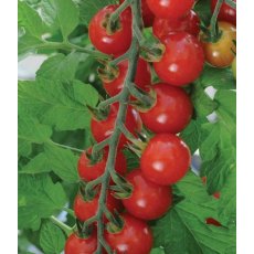 Tomato 'Sweet Aperitif'   8.5cm/9cm