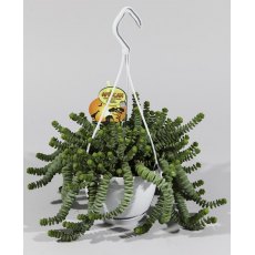 Crassula marnieriana Hottentot - Hanging   14 cm
