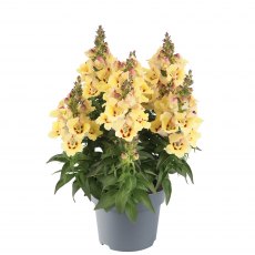 Antirrhiunum 'Antirinca Yellow Maroon'   9cm/10cm