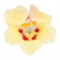 Antirrhiunum 'Antirinca Yellow Maroon'   9cm/10cm